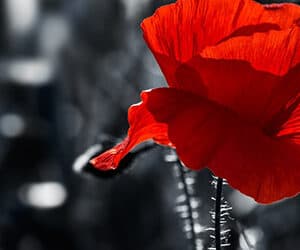 An evening of connecting usto our ANZAC poets andmusicians